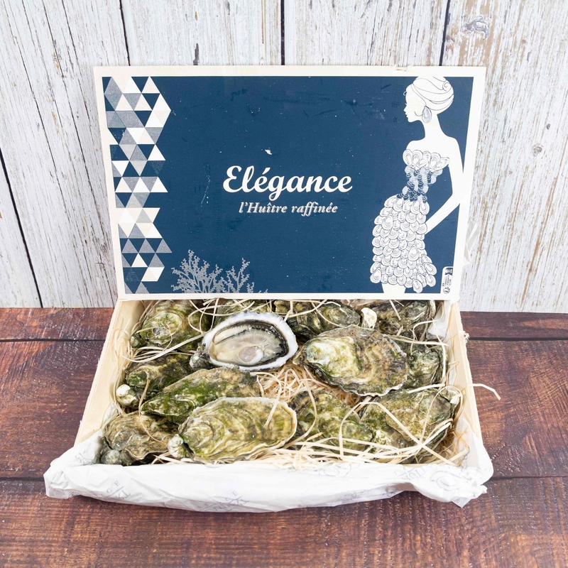 French Oyster -L'Elegance N1／N2 12P【OFEL01／OFEL02】