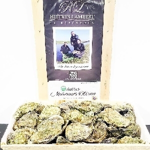 French Oyster Fine de Claire N0／N1／N2 12P【OFFD00／OFFD001／OFFD002】